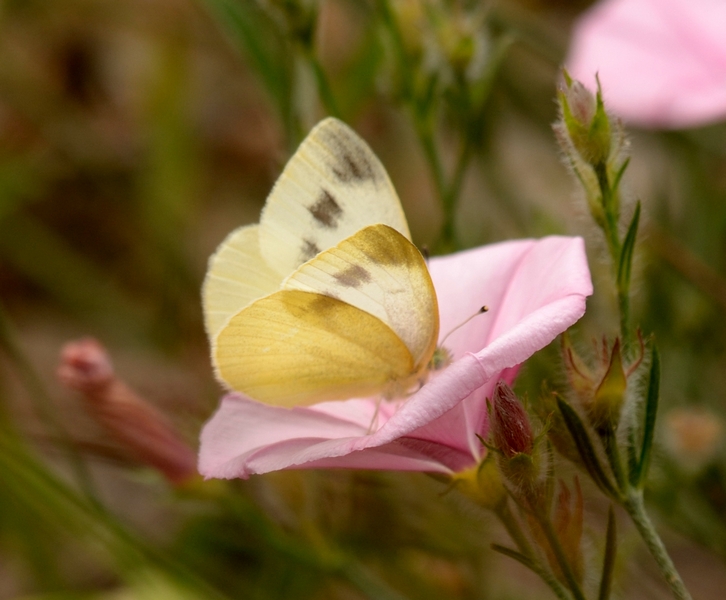 Pieris ergane